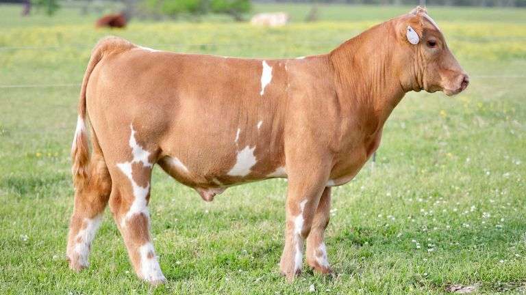 SULLIVAN TAG 850 STEER