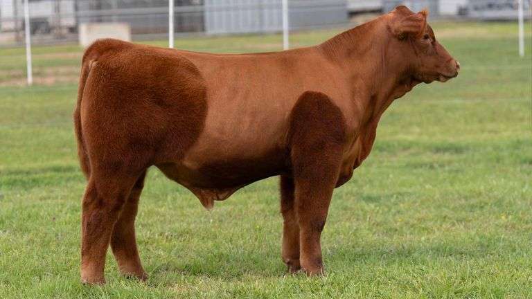 TAG 14 STEER