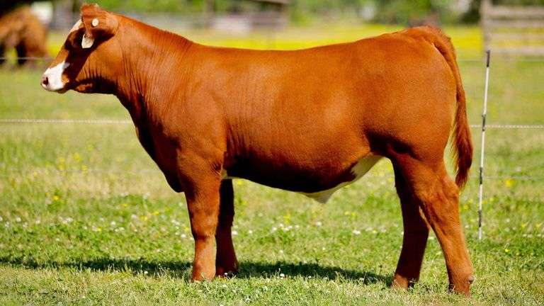 SULLIVAN TAG 772 STEER