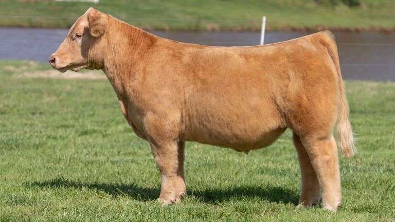 BONHAM TAG 28 STEER