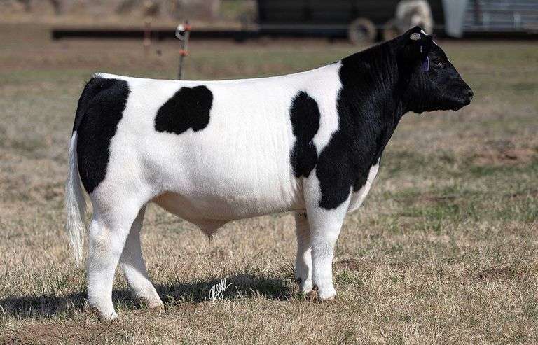 PCOC TAG 624 STEER