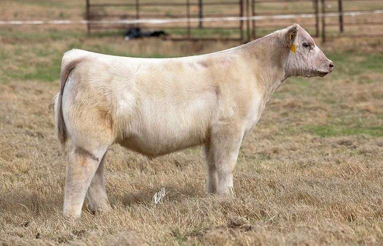 WCOC TAG 407 BULL/STEER
