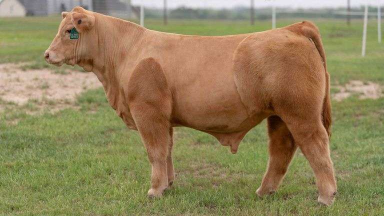 TAG 16 STEER