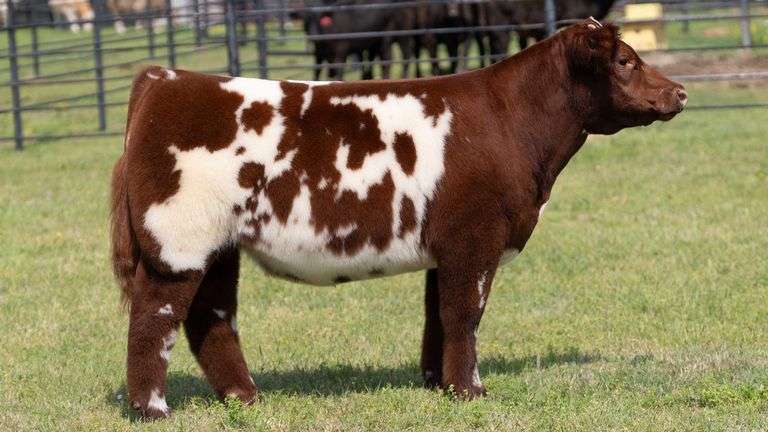 TAG 111 STEER