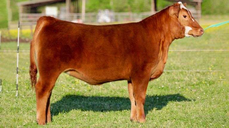 SULLIVAN TAG 116 HEIFER