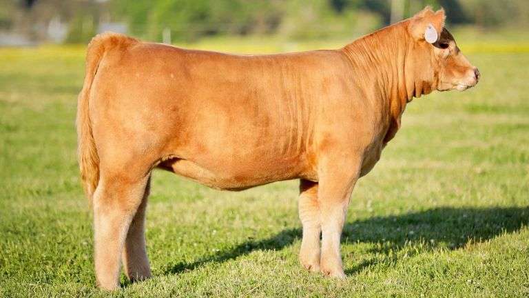 SULLIVAN TAG 851 HEIFER