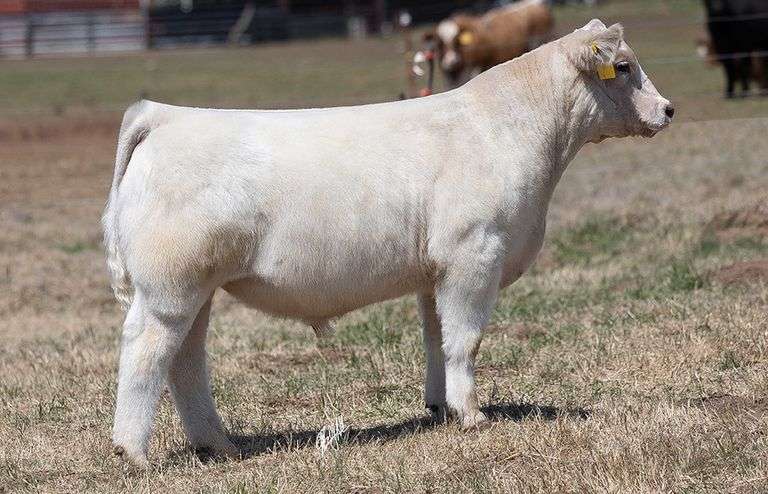 WCOC TAG 400 BULL/STEER