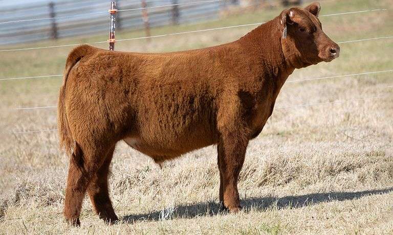 WCOC TAG 339 STEER