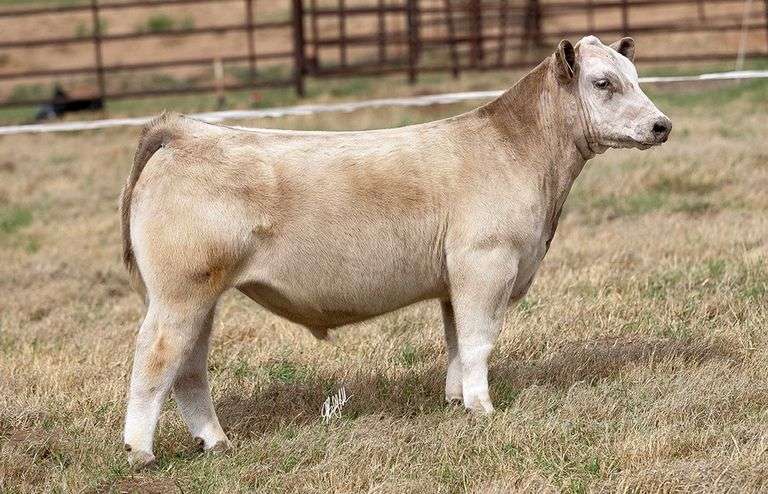 WCOC TAG 392 STEER