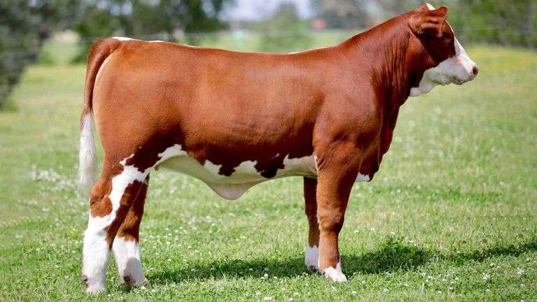 SULLIVAN TAG 985 HEIFER