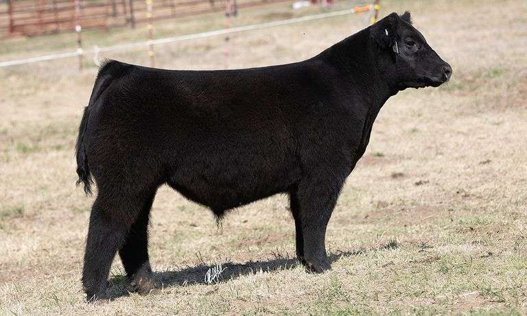 WCOC TAG 413 STEER