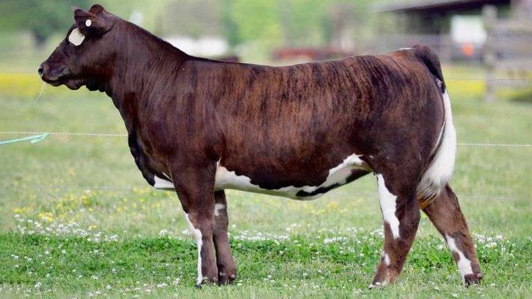 SULLIVAN TAG 959 HEIFER