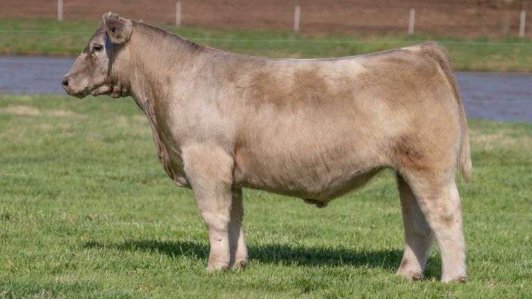 BONHAM TAG 23 STEER