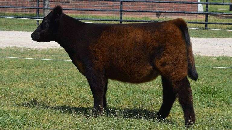 WELSHANS TAG 1504 HEIFER