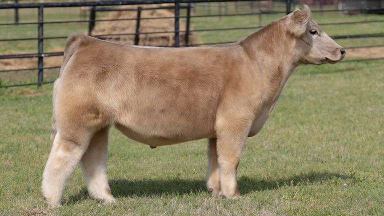 TAG 104 STEER