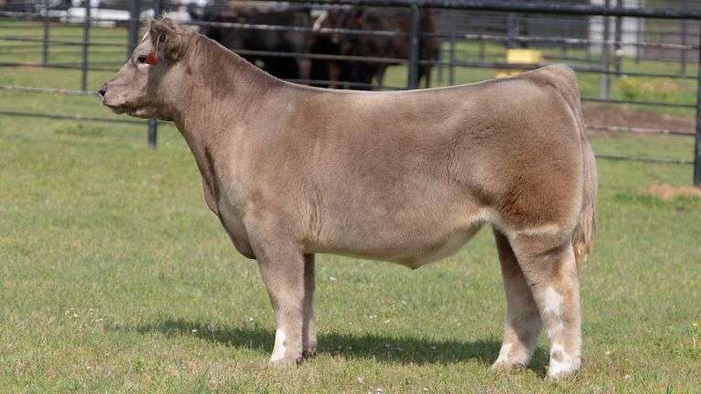 TAG 116 STEER