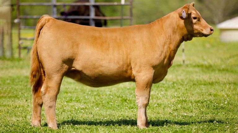 SULLIVAN TAG R10 HEIFER