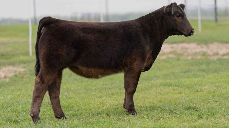 TAG 21 HEIFER