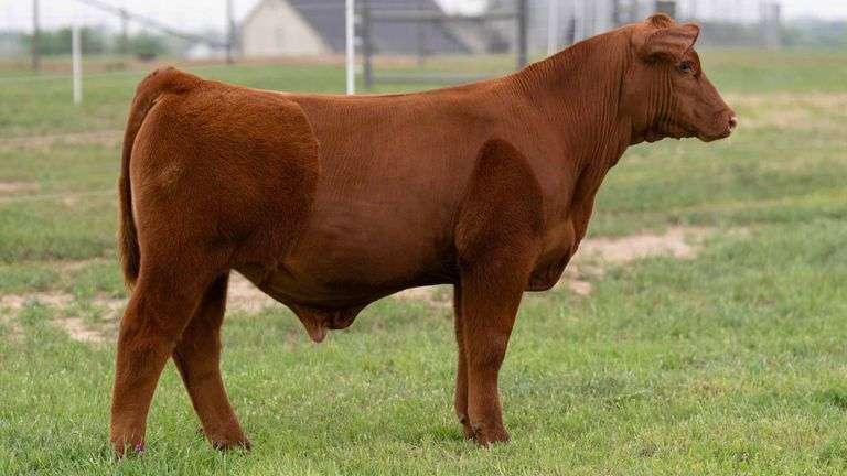 TAG 25 STEER