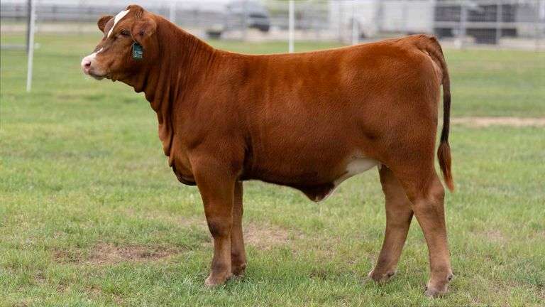 TAG 20 HEIFER