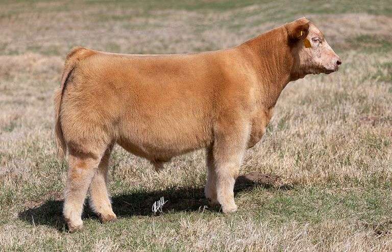 WCOC TAG 410 BULL/STEER