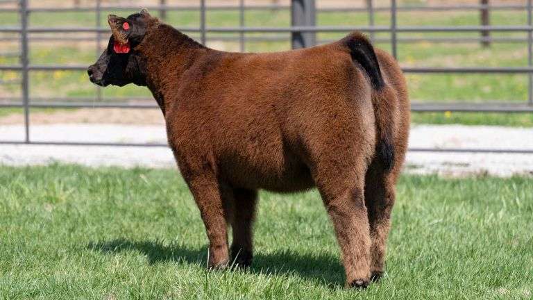 MILLER TAG 11 HEIFER