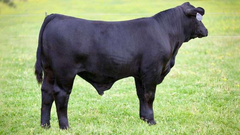 SULLIVAN TAG 093 STEER