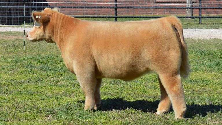 WELSHANS TAG 1513 HEIFER