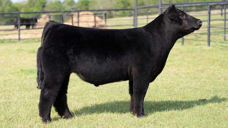 TAG 103 STEER