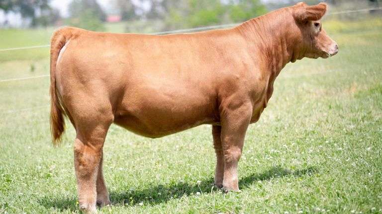 SULLIVAN TAG 427 HEIFER