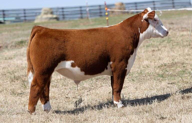 WCOC TAG 361 STEER