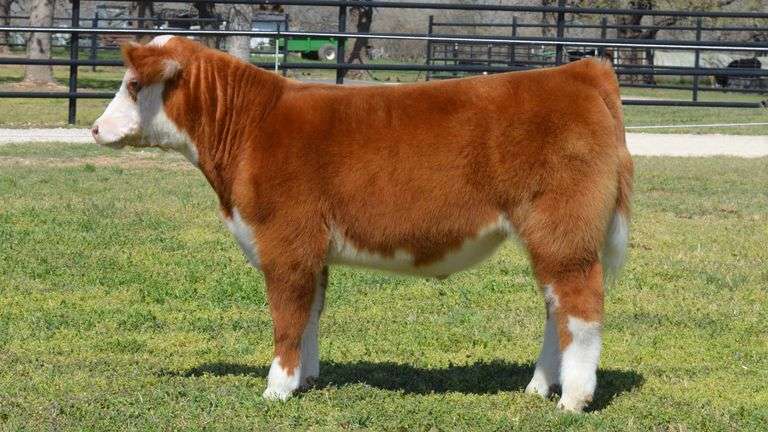 WELSHANS TAG 1515 STEER