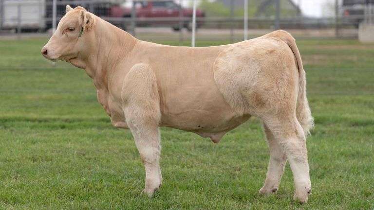 TAG 22 STEER