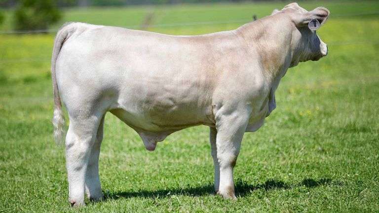 SULLIVAN TAG 457 STEER