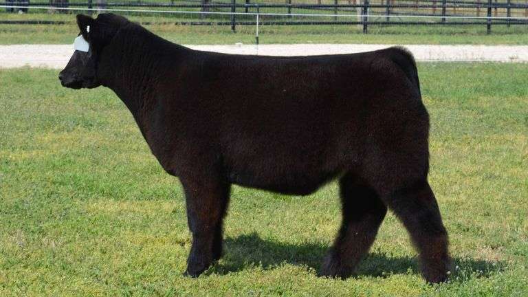 WELSHANS TAG 1527 STEER