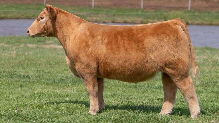 BONHAM TAG 18 STEER