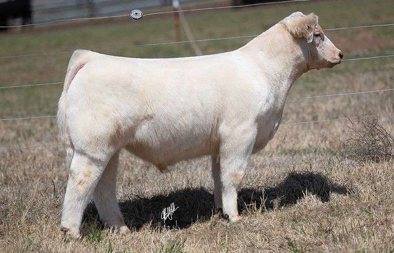 WCOC TAG 404 BULL/STEER