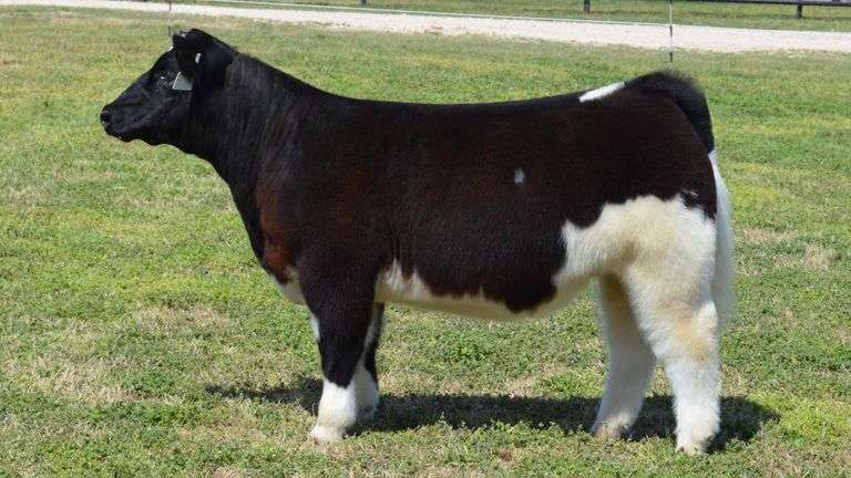 WELSHANS TAG 1512 HEIFER