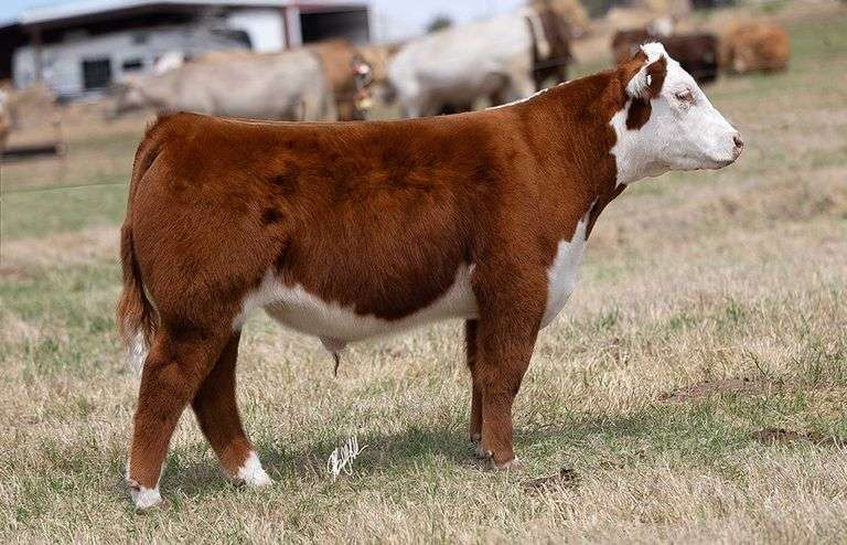 WCOC TAG 353 STEER