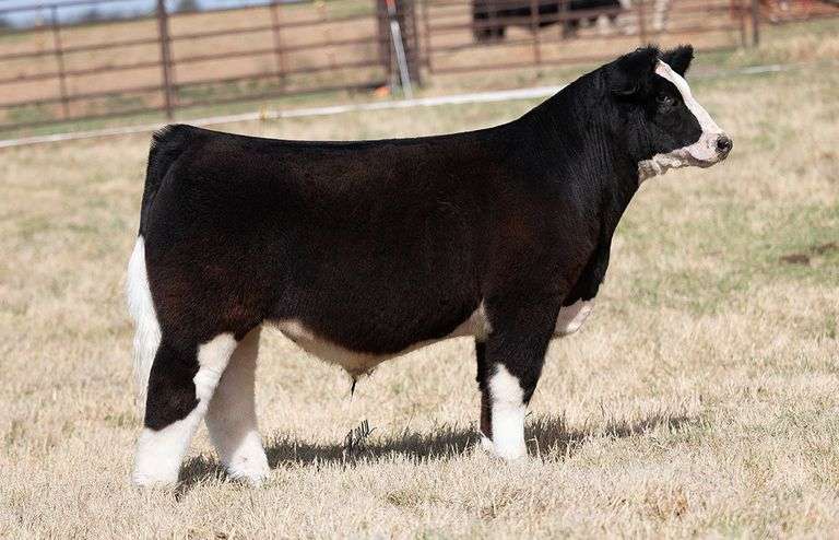WCOC TAG 427 STEER