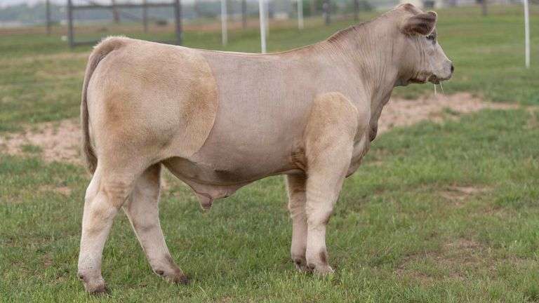 TAG 23 STEER