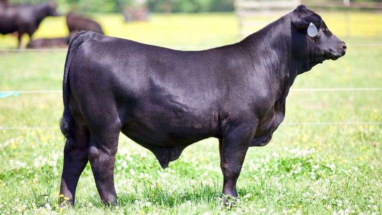 SULLIVAN TAG 1102 STEER