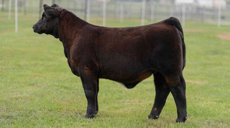TAG BLK NO TAG HEIFER
