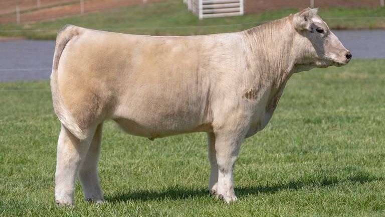 BONHAM TAG 31 STEER