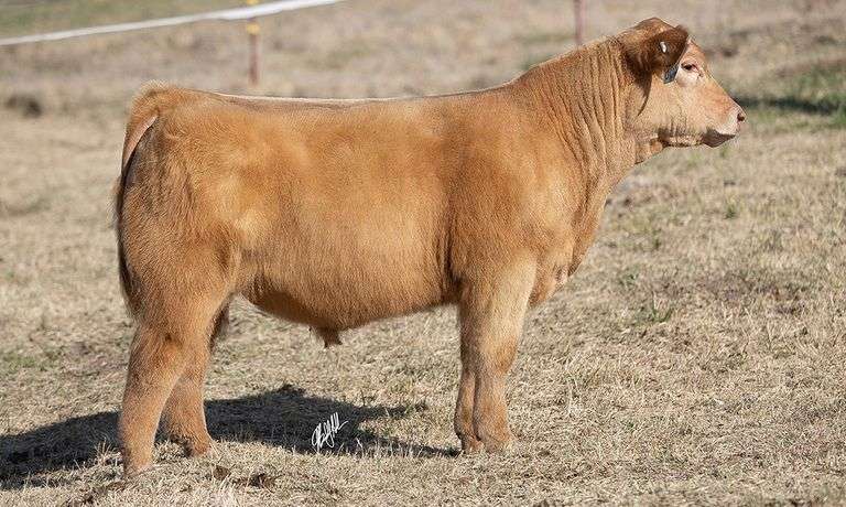 WCOC TAG 406 BULL/STEER