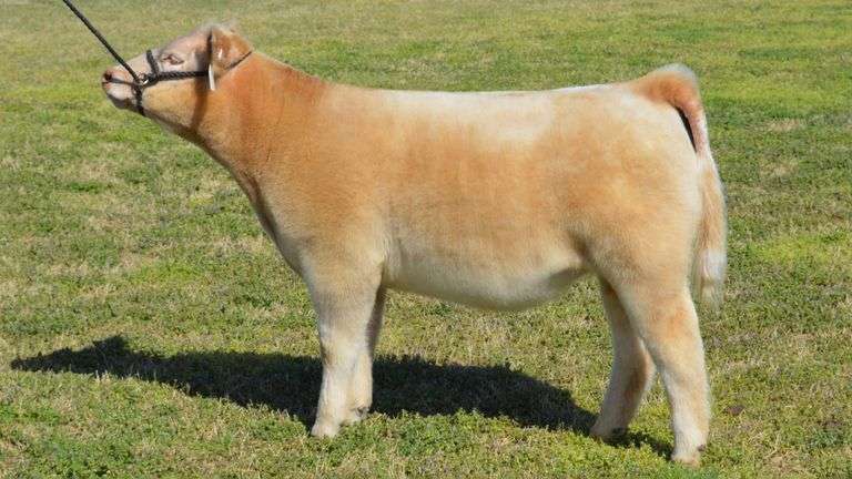 WELSHANS TAG 1523 HEIFER