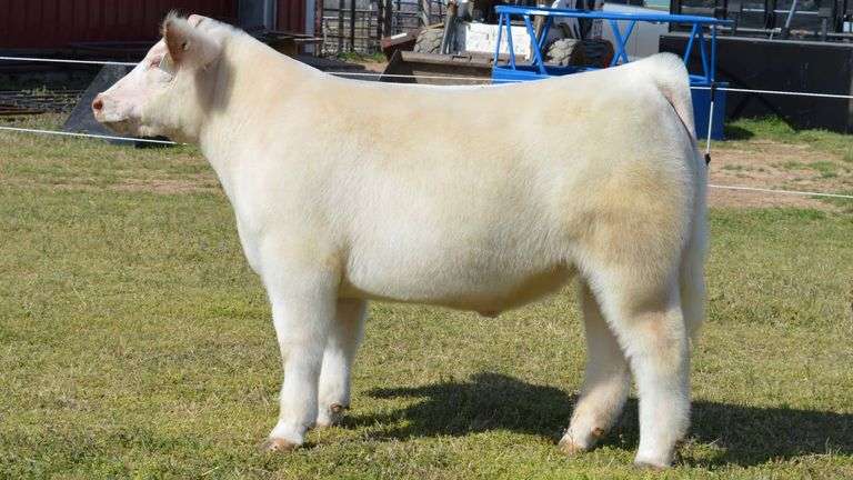 WELSHANS TAG 1520 STEER
