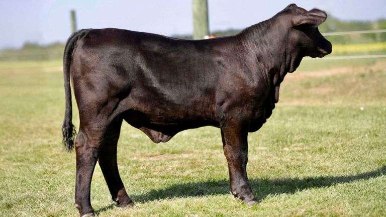 SULLIVAN TAG 967 HEIFER