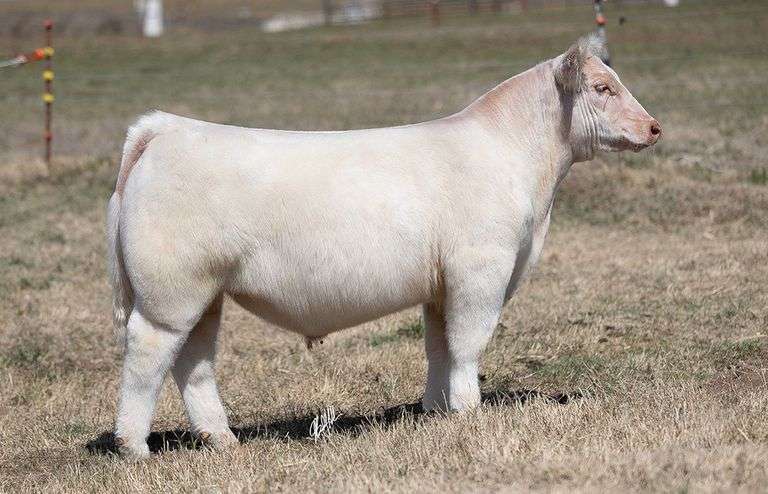 WCOC TAG 362 STEER