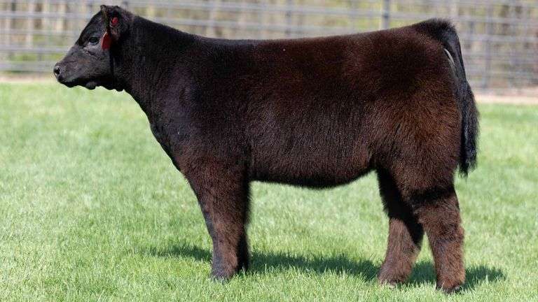 MILLER TAG 249 HEIFER